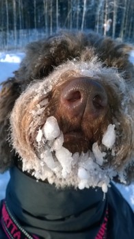 Lili's winter nose